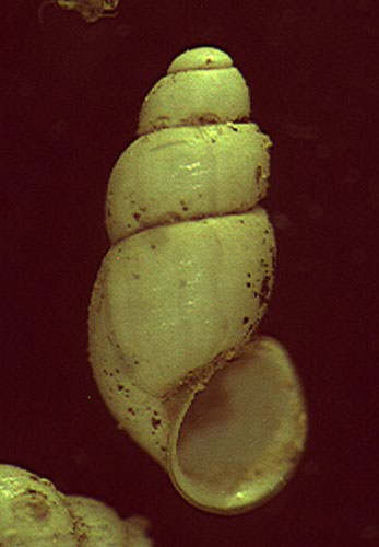 Paladilhiopsis virei